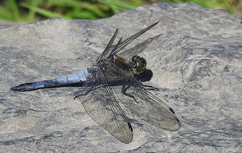 Dragonfly, insect, sluiten, macro, natuur, vleugel, vlucht insect