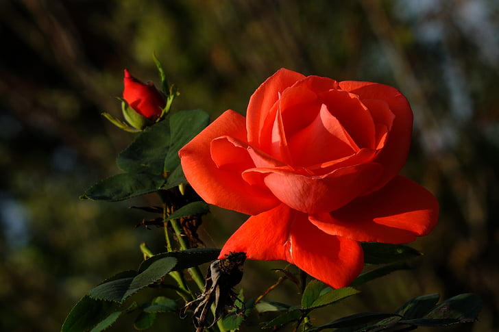 Rose, Rosebud, bourgeon, rouge, fleur, floraison rose, Blossom