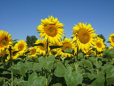 sunflowers, sky, summer