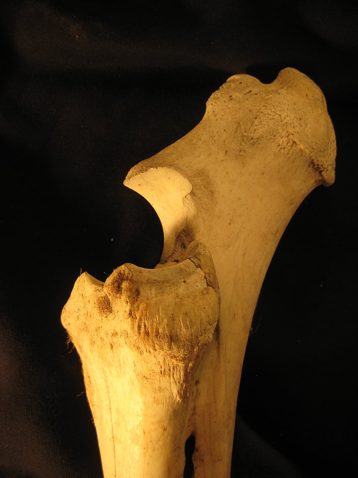 кост, радиус, лъчевата кост, скелет, Анатомия, говеда, крак
