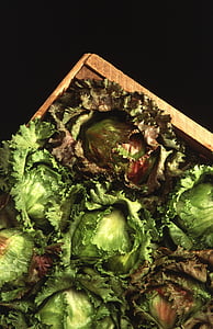 Salat, Eisberg, frisch, Ernte, Grün, Vitamine, Blatt