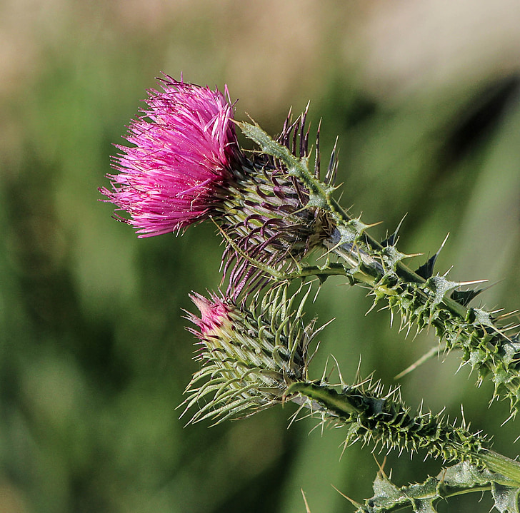 thistle, flower, pink, flora, plant, blossom, weed