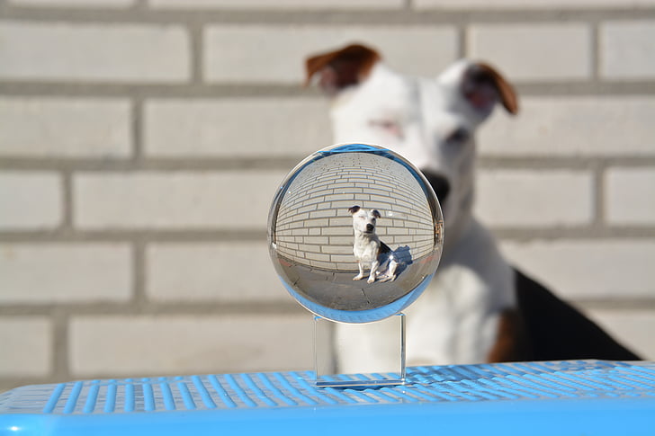 Theo, Jack russell, Terrier, bola, esfera de vidro, retrato animal, Branco