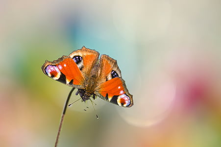 Peacock butterfly, tauriņš, edelfalter, kukainis, vasaras, plandīšanās cilvēks, aizveriet