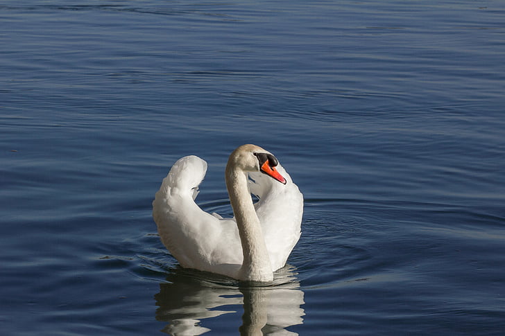 swan, nature, animal, water bird, bird, lake, water