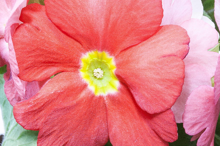 primroses, Primula vulgaris hybrid, laks, oransje, slekt, Primrose, Primrose varianter