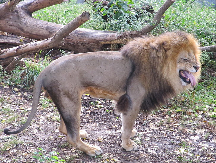 lion, funny face, male, wild, predator, big cat, mane