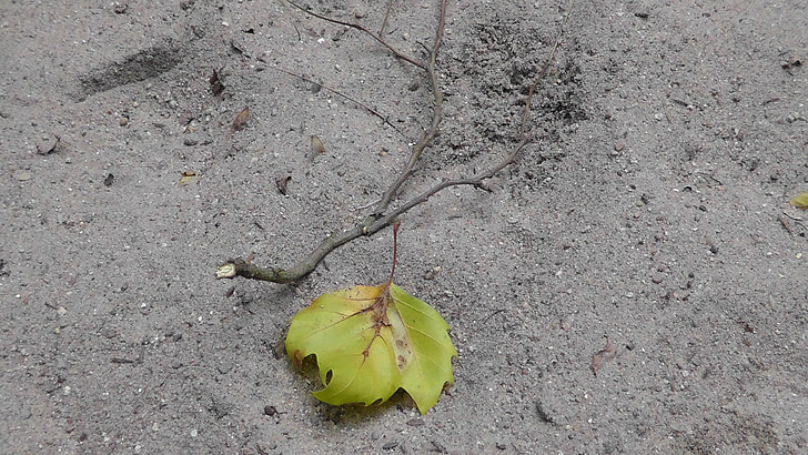 tørke, Maple leaf, land, tørr, sand, La, ensomhet