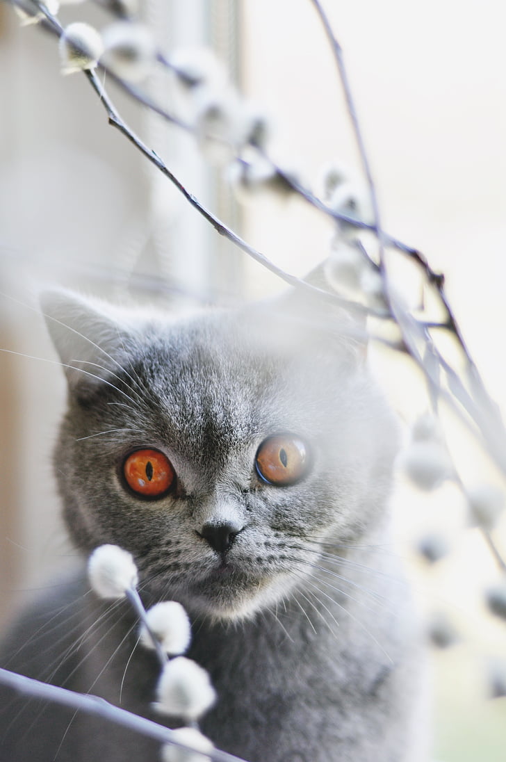 gatto, gatto britannico dello shorthair, animale domestico, felino, occhi ambra, pelo grigio, giovane gatto