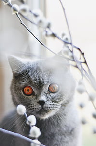 gato, gato británico de pelo corto, mascota, felino, ojos de color ámbar, piel gris, gato joven