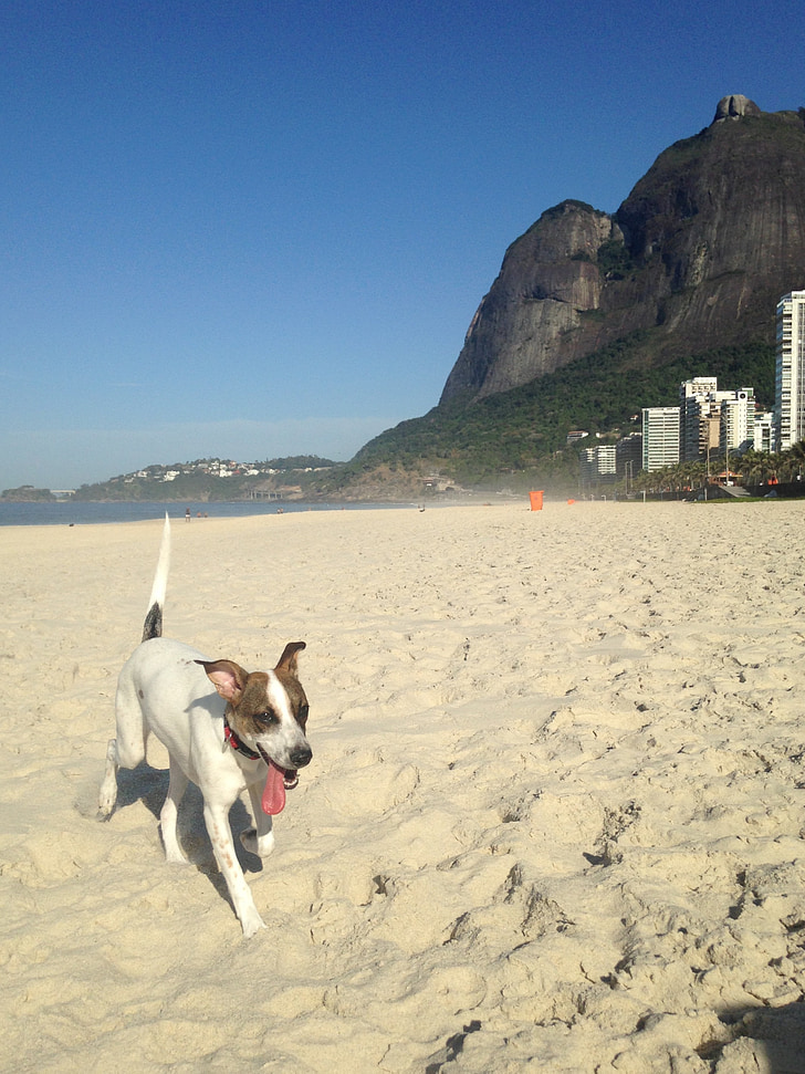 pes, pláž, Pedra da gávea, Domácí zvířata, písek, březen