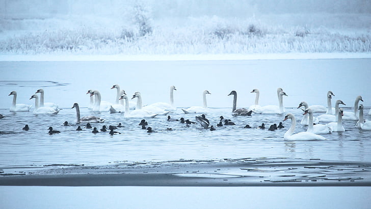 swans, winter, lake, frozen, cold, ice cold, twilight