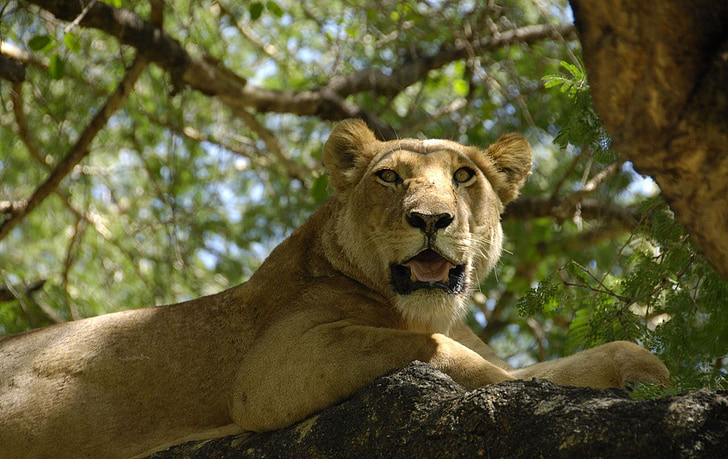 female, lion, lioness, sitting, tree branch, trees