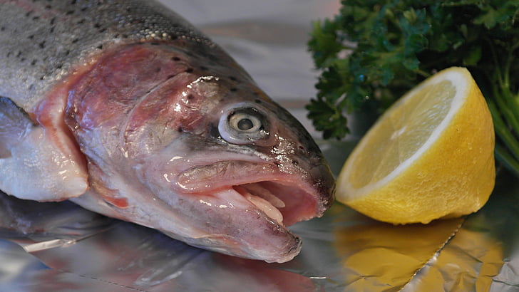 Salmon trout, forele, zivis, zivs galvu, citronu, ēst, pārtika
