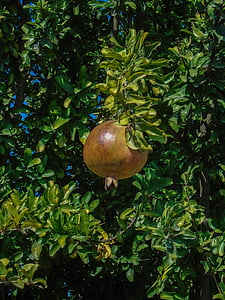 pomegranate, garden, fruit, nature