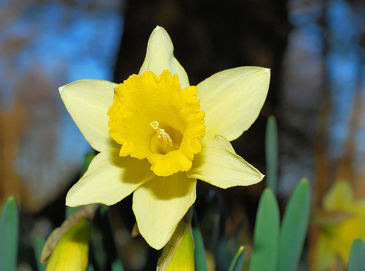narcissus, daffodil, yellow, spring, blossom, bloom, flower