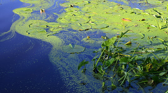 zelená, modrá, voda, lilie, Příroda, rybník, řasy