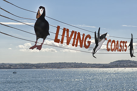 tanda, Signage, burung bayan laut, daya tarik, laut, Pantai, Devon