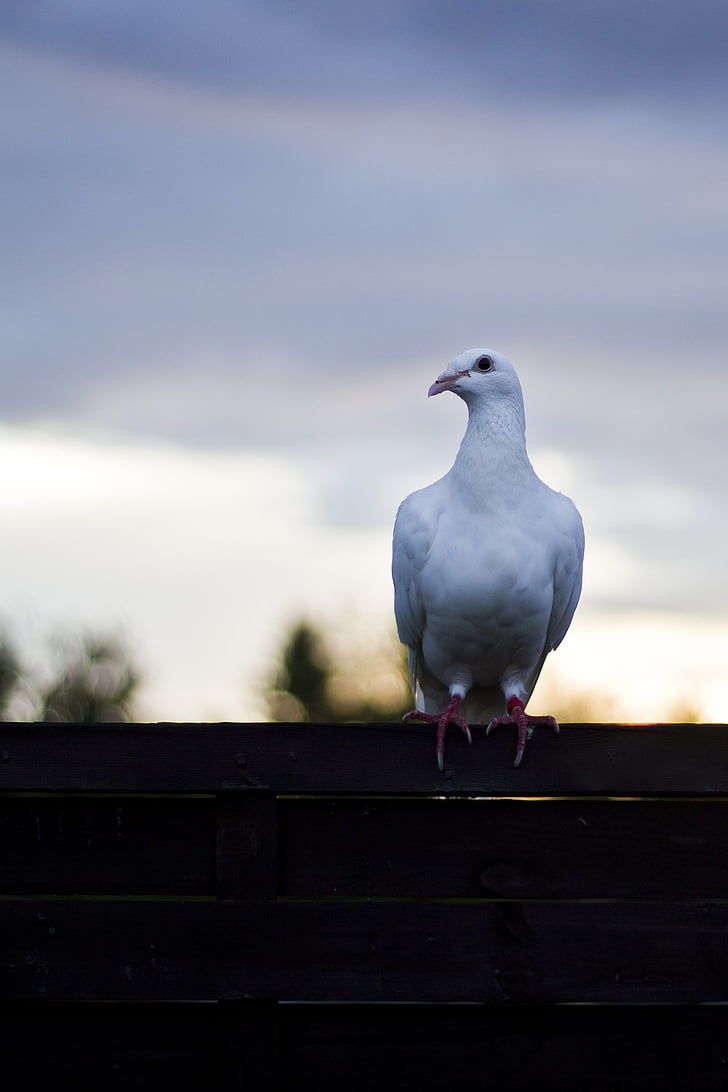 Dove, fågel, duva på staket, djur