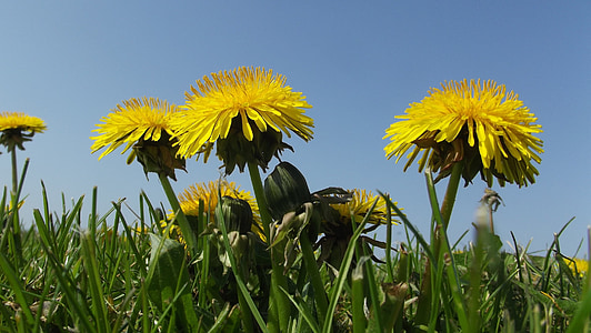 dandelion, nature, plant, yellow, flowers, spring, pointed flower