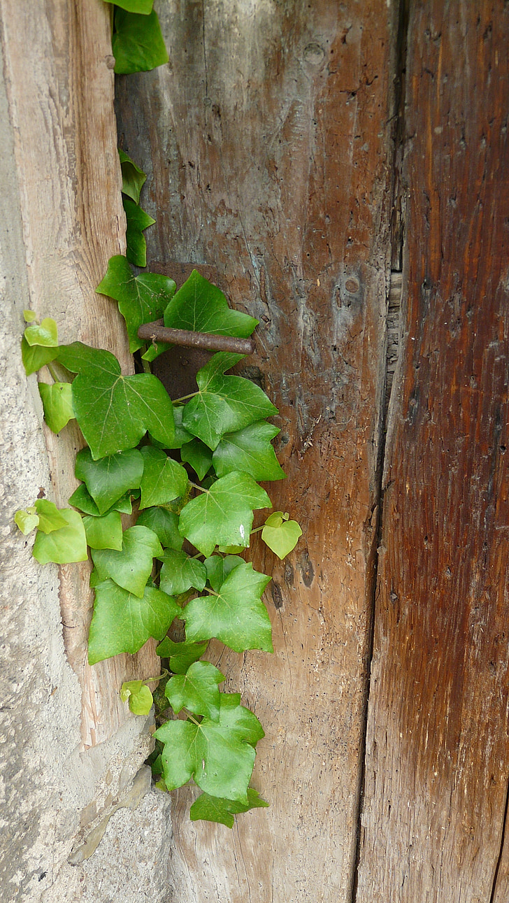 Ivy, pintu kayu, lama, masukan, pintu masuk, verwuchert
