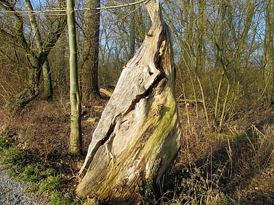 nature, tree, tribe, gnarled, old, strunk, tree stump