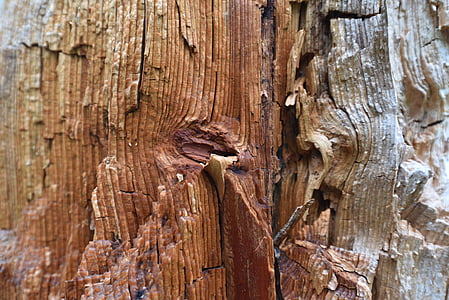 dřevo, strom, struktura, kmen, Příroda, staré, zvětralé baum