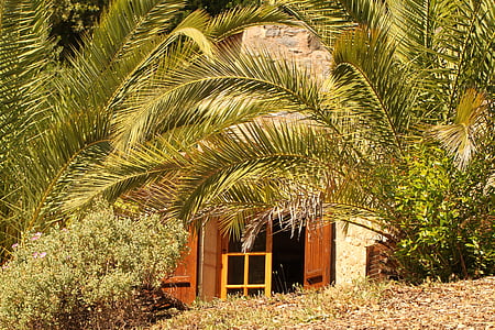 accommodation, holiday, mediterranean, still life, palm trees, home, finca