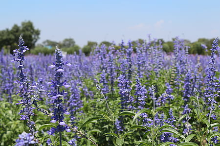 flowers, lavender fields, purple