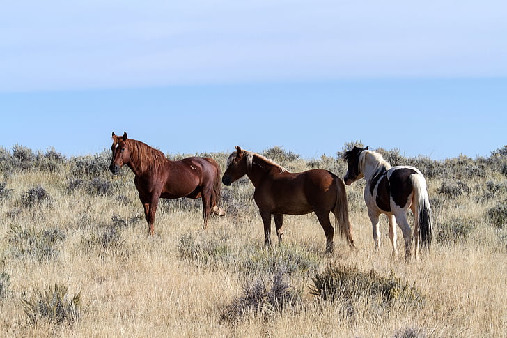 paarden, wilde paarden, Mustangs, Amerikaanse wilde paarden, Wild mustangs, freilebend