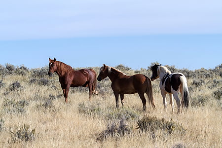 heste, vilde heste, Mustangs, amerikanske vilde heste, Wild Mustang, freilebend