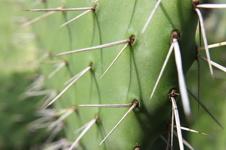 skewers, green, plant, thorny, desert, cactus, leaves