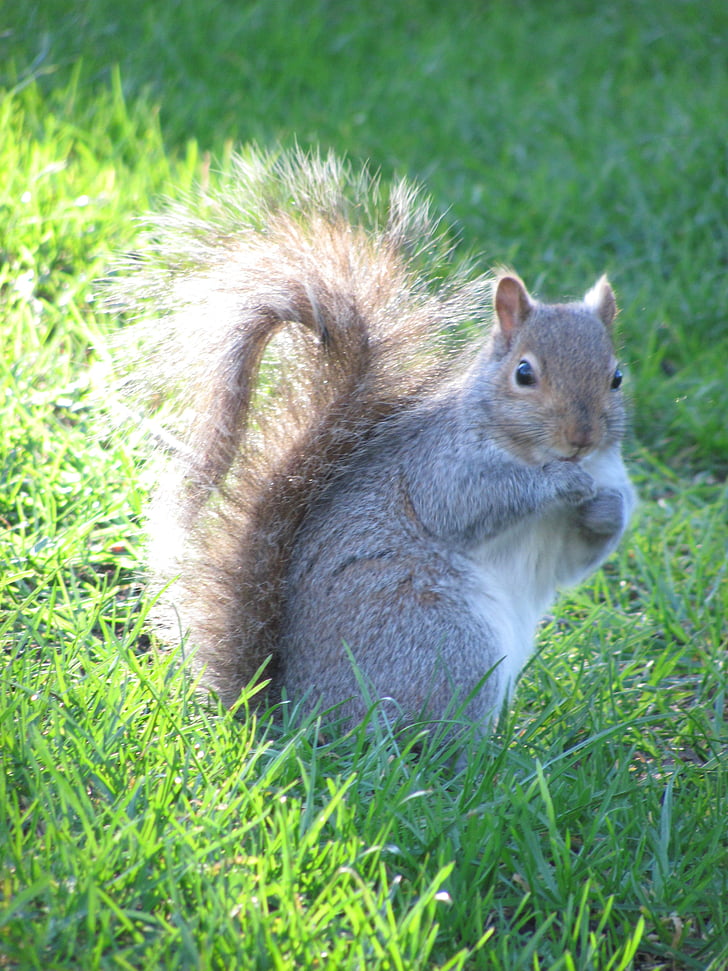 natura, scoiattolo, Victoria, Parco di beacon hill, Isola di Vancouver, animale, roditore