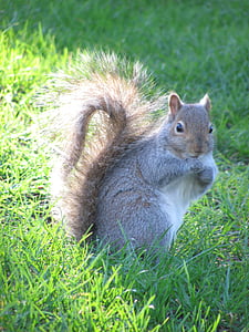 nature, squirrel, victoria, beacon hill park, vancouver island, animal, rodent