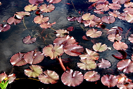 water lilies, pond, aquatic plant, nature, water, summer, water rose