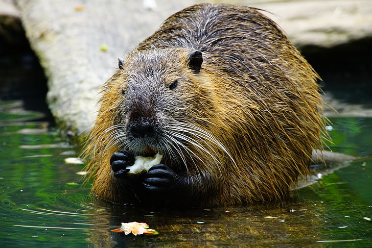 nutria, syö, Beaver