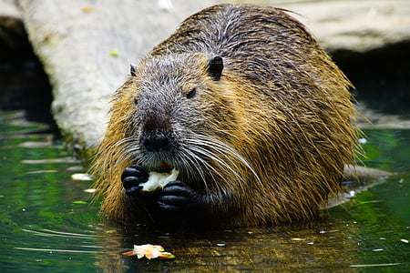 nutria, eats, beaver