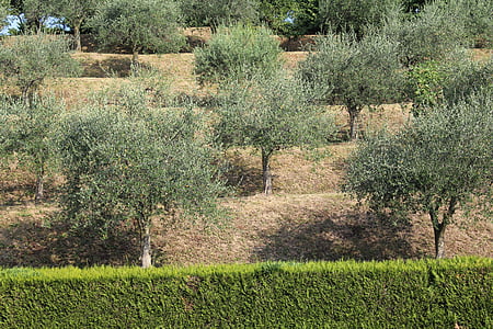 olive, collines, haie, été, Merate, Italie
