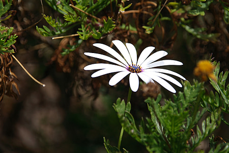 λουλούδι, άνθος, άνθιση, λευκό, Μαργαρίτα Ακρωτήρι, asteroideae Osteospermum ecklonis [...], σύνθετα υλικά