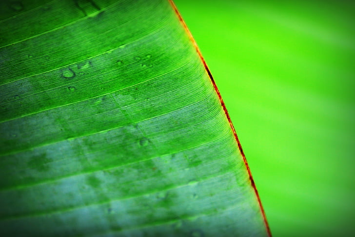 banana, beautiful, botany, chlorophyll, closeup, detail, dew