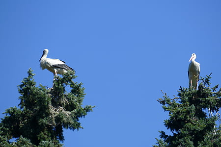couple de cigogne, Parc des oiseaux, Walsrode, Parc, macro, Parc ornitologique, oiseau