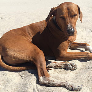 Ridgeback, sand, hunden, avslappet, hundeportrait