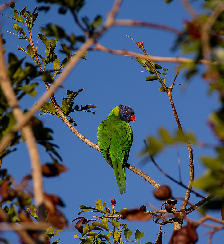 Rainbow lorikeet, papegoja, färgglada, fågel, australiska, vilda, Drunken parrot tree