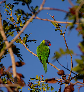Lorichetto arcobaleno, pappagallo, colorato, uccello, australiano, selvaggio, albero di pappagallo ubriaco
