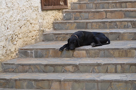 pes, schodiště, léto, ulice, jedno zvíře, postavený struktura, Architektura