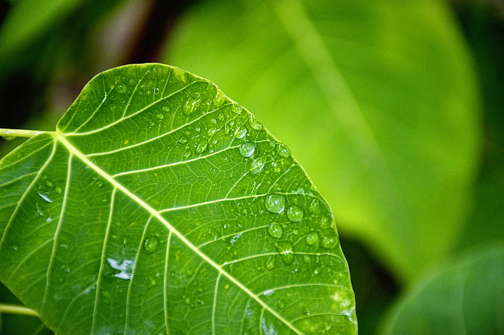 orvalho, verde, folhas, macro, gotas de água, molhado, folha