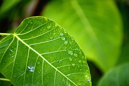 dew, green, leaves, macro, waterdrops, wet, leaf