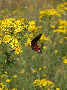 Peacock bướm, bướm, côn trùng, động vật, Mô hình, cánh, đầy màu sắc