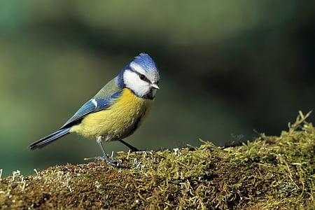 Sýkorka modra, vták, Moss, Príroda, Moss lesa, Zelená, voľne žijúcich živočíchov