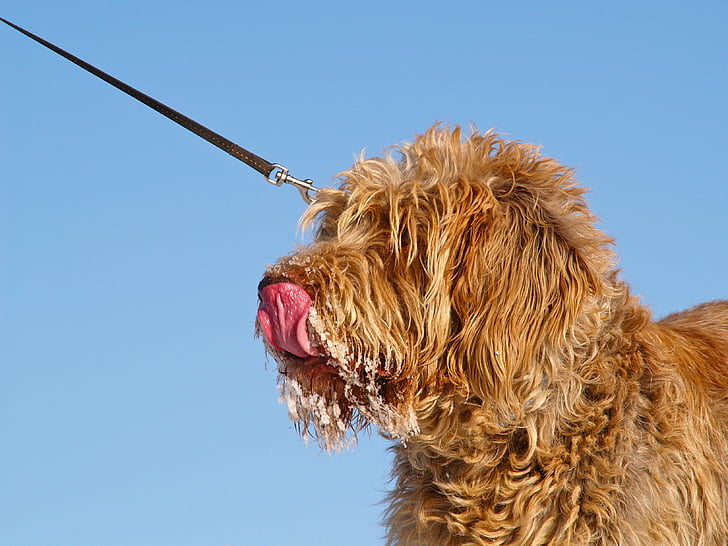 hond, Spinone, eten van ijs, wildlife fotografie, Hundeportrait, tong